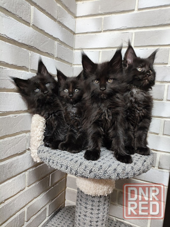 Продаются котята Мейн кун Донецк - изображение 2