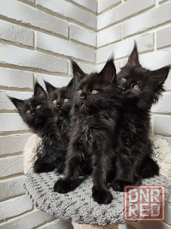 Продаются котята Мейн кун Донецк - изображение 3