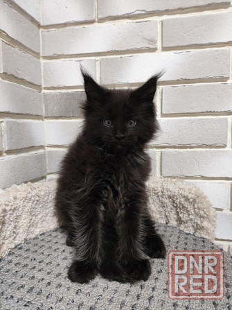 Продаются котята Мейн кун Донецк - изображение 5