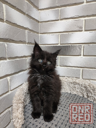 Продаются котята Мейн кун Донецк - изображение 4