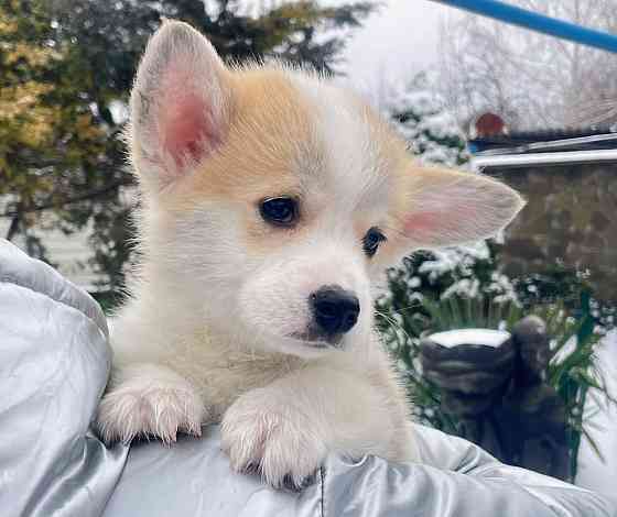 Продаются щенки вельш корги пемброк питомник Telmanhaus Донецк