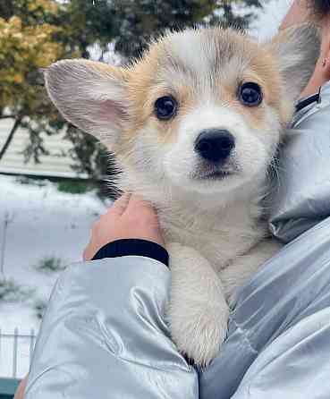 Продаются щенки вельш корги пемброк питомник Telmanhaus Донецк