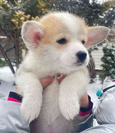 Продаются щенки вельш корги пемброк питомник Telmanhaus Донецк