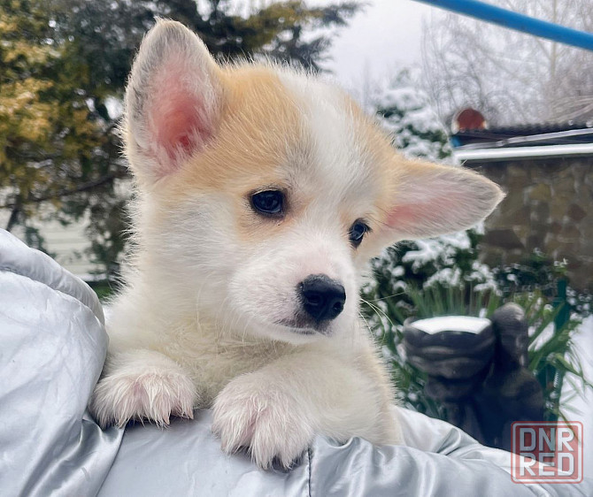 Продаются щенки вельш корги пемброк питомник Telmanhaus Донецк - изображение 1