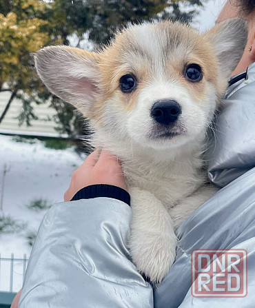 Продаются щенки вельш корги пемброк питомник Telmanhaus Донецк - изображение 3