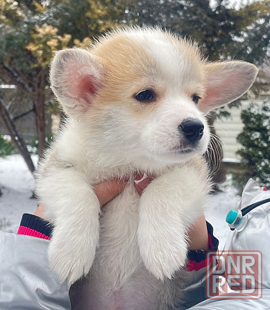 Продаются щенки вельш корги пемброк питомник Telmanhaus Донецк - изображение 2