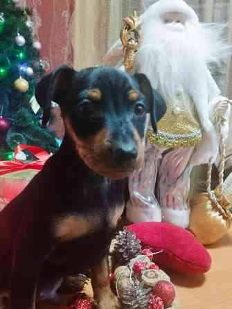 Подарок к новому году! Щенки цвергпинчера Донецк