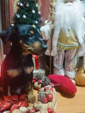 Подарок к новому году! Щенки цвергпинчера Донецк