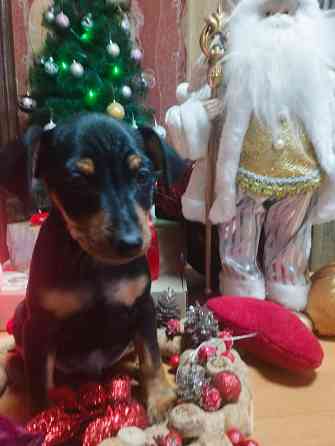 Подарок к новому году! Щенки цвергпинчера Донецк