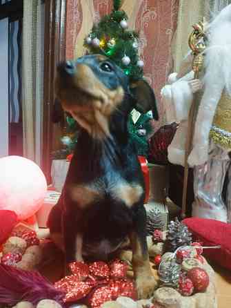 Подарок к новому году! Щенки цвергпинчера Донецк