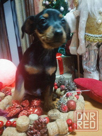 Подарок к новому году! Щенки цвергпинчера Донецк - изображение 7