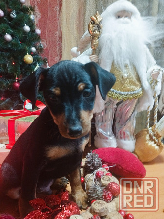 Подарок к новому году! Щенки цвергпинчера Донецк - изображение 8