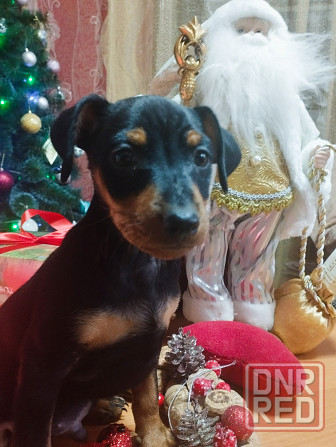 Подарок к новому году! Щенки цвергпинчера Донецк - изображение 1