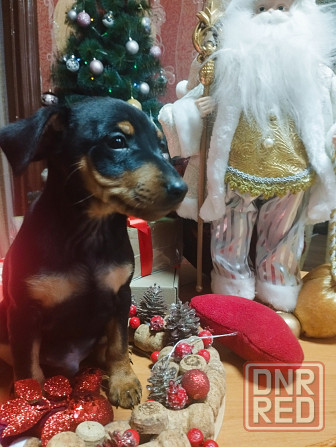 Подарок к новому году! Щенки цвергпинчера Донецк - изображение 5