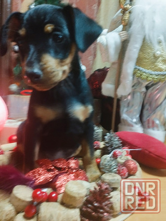 Подарок к новому году! Щенки цвергпинчера Донецк - изображение 6