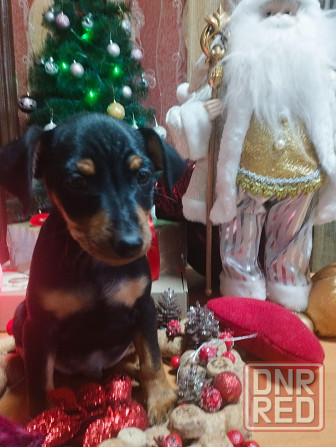 Подарок к новому году! Щенки цвергпинчера Донецк - изображение 4