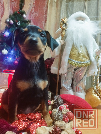 Подарок к новому году! Щенки цвергпинчера Донецк - изображение 2