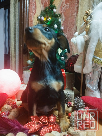 Подарок к новому году! Щенки цвергпинчера Донецк - изображение 3