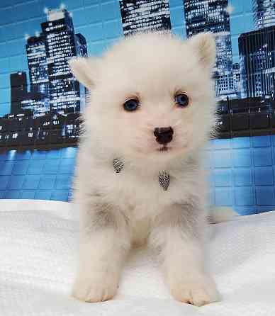 Красивый ребенок до 5 кг взрослым (той порода помски) с доставкой. Донецк