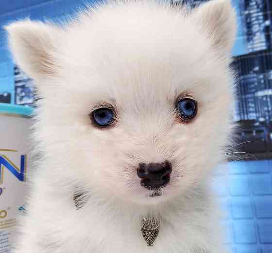 Красивый ребенок до 5 кг взрослым (той порода помски) с доставкой. Донецк