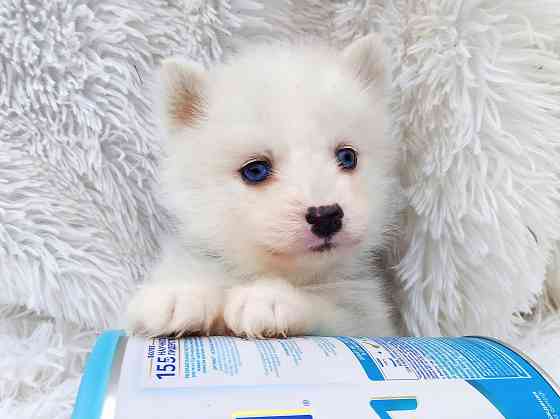 Красивый ребенок до 5 кг взрослым (той порода помски) с доставкой. Донецк