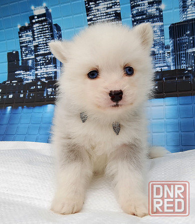 Красивый ребенок до 5 кг взрослым (той порода помски) с доставкой. Донецк - изображение 3