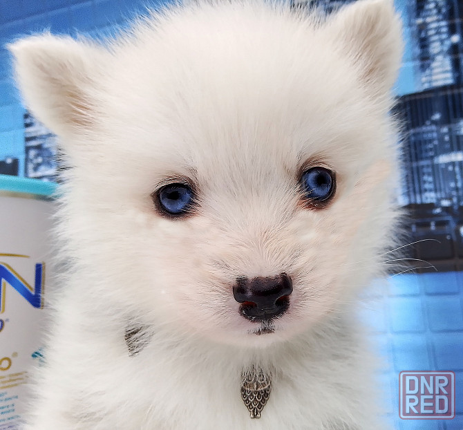 Красивый ребенок до 5 кг взрослым (той порода помски) с доставкой. Донецк - изображение 1