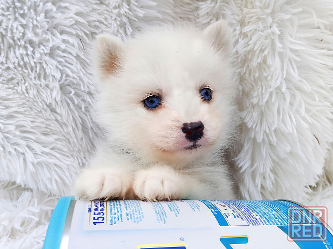 Красивый ребенок до 5 кг взрослым (той порода помски) с доставкой. Донецк - изображение 2