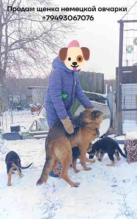 Немецкая овчарка в частный дом щенок Макеевка