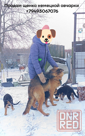 Немецкая овчарка в частный дом щенок Макеевка - изображение 1