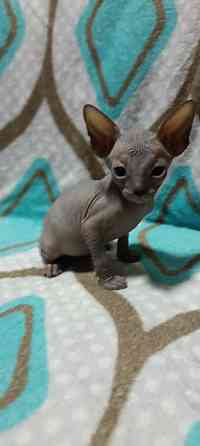 Мальчик Канадского сфинкса Донецк