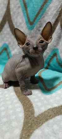 Мальчик Канадского сфинкса Донецк