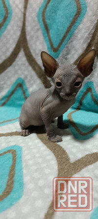 Мальчик Канадского сфинкса Донецк - изображение 2