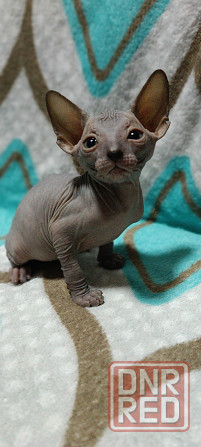 Мальчик Канадского сфинкса Донецк - изображение 1