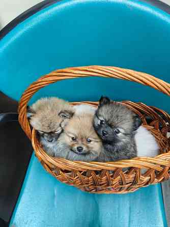 Щенки шпица Макеевка