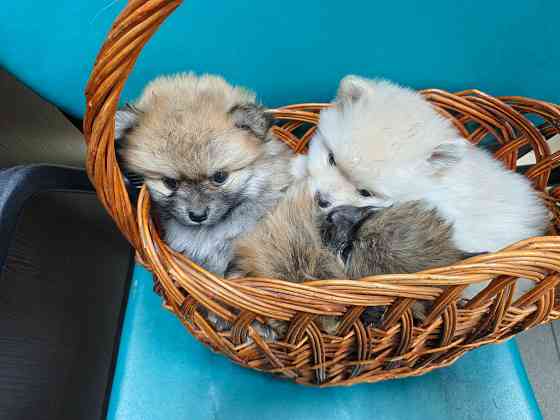 Щенки шпица Макеевка