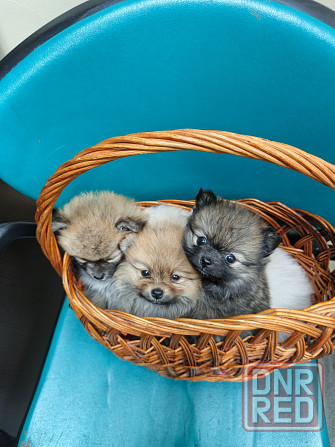 Щенки шпица Макеевка - изображение 1