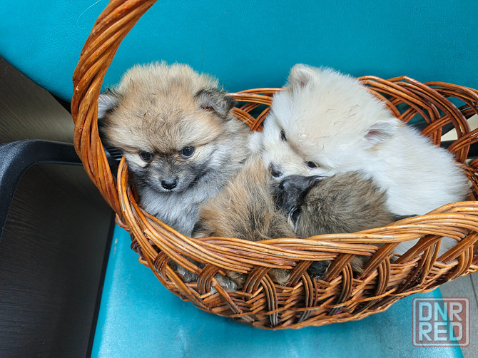 Щенки шпица Макеевка - изображение 2