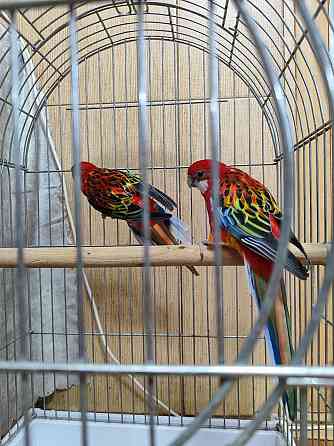 Красивые попугаи (Розеллы) Макеевка