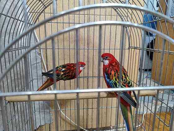 Красивые попугаи (Розеллы) Макеевка