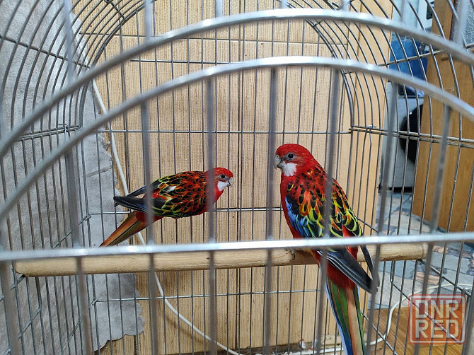 Красивые попугаи (Розеллы) Макеевка - изображение 1