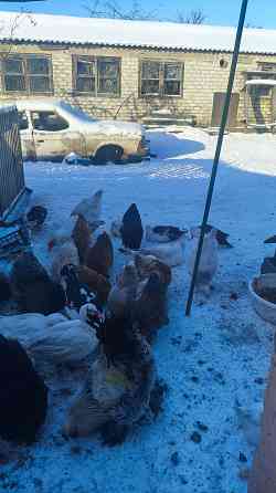 Продам уток Донецк