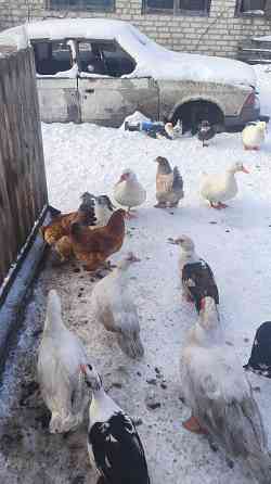 Продам уток Донецк