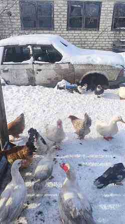 Продам уток Донецк