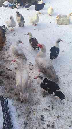 Продам уток Донецк