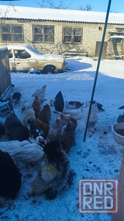 Продам уток Донецк - изображение 6