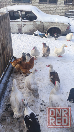 Продам уток Донецк - изображение 3