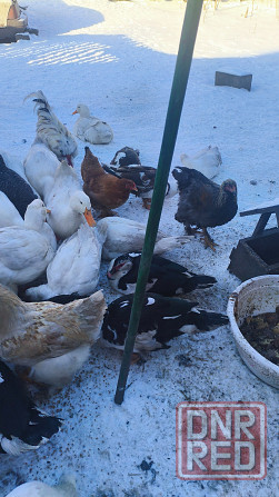 Продам уток Донецк - изображение 8