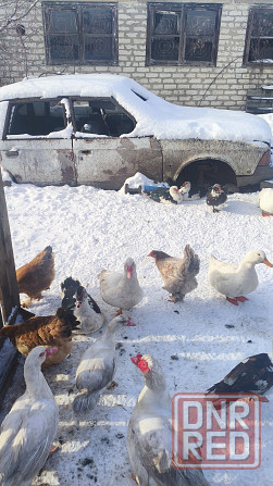 Продам уток Донецк - изображение 1