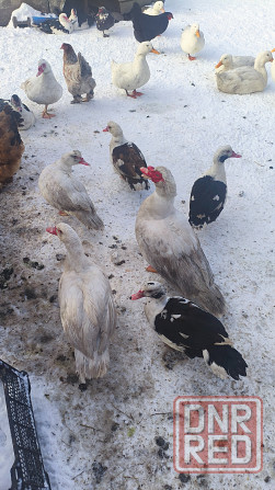 Продам уток Донецк - изображение 4